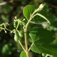 Cissus vitiginea L.